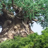 Pohon-pohon aneh ini apakah dulunya seorang manusia yang di kutuk?