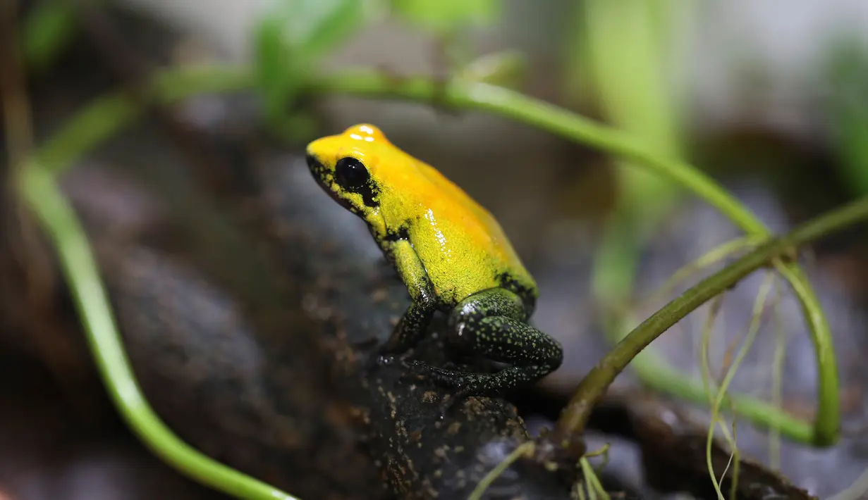 Phyllobates bicolor berdiri di pusat penangkaran katak Tesoros de Colombia di Cundinamarca, Kolombia, Senin (20/5/2019). Konservasionis telah berjuang melawan perdagangan ilegal katak tropis langka selama bertahun-tahun terakhir. (AP Photo/Fernando Vergara)