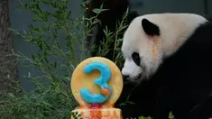 Panda Raksasa Xiao Qi Ji memakan kue "buah-buahan" ramah panda untuk merayakan ulang tahun ketiganya, di Kebun Binatang Nasional Smithsonian di Washington, DC, pada 21 Agustus 2023. (AFP/Stefani Reynolds)