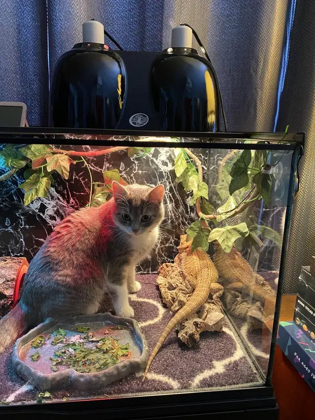 7 Potret Penemuan Kucing di Tempat Nyeleneh Ini Kocak Banget