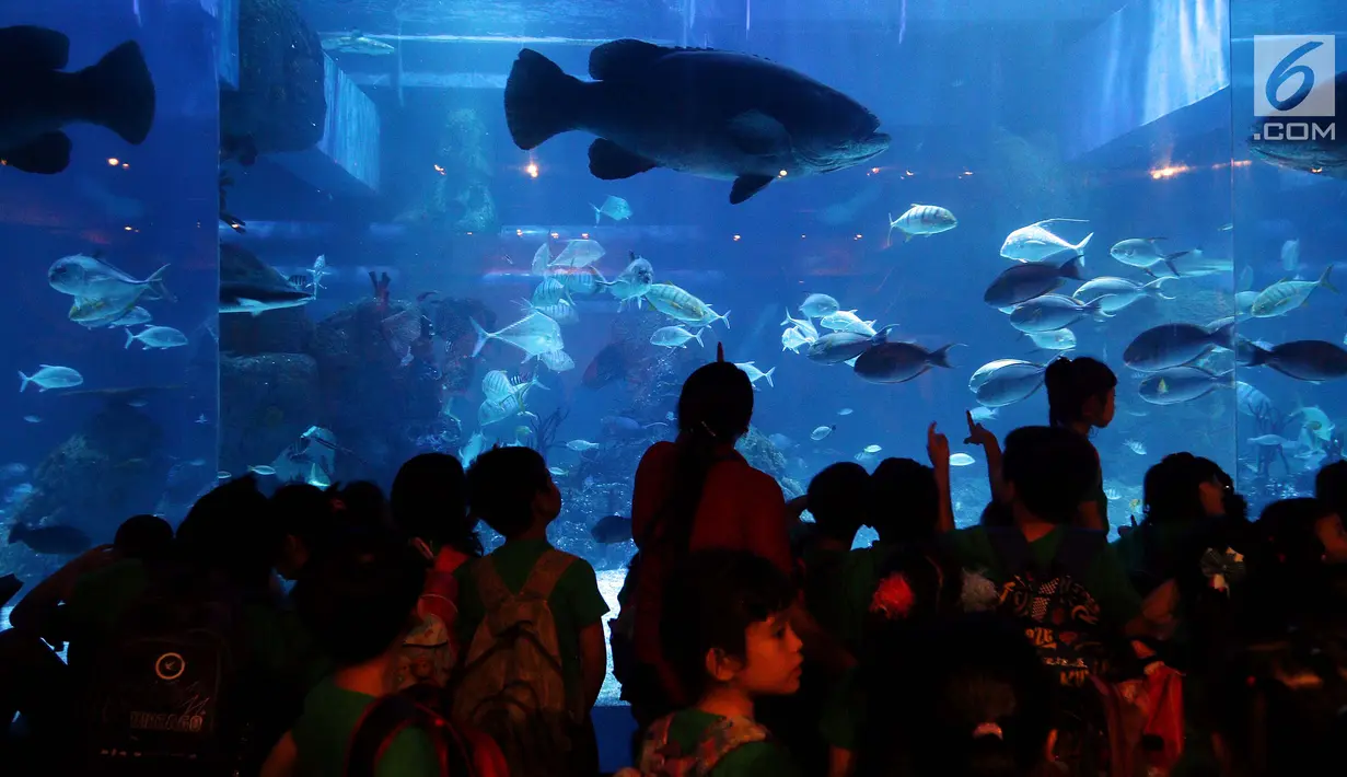 Anak - anak sekolah melihat ikan di dalam aquarium saat peresmian Jakarta Aquarium di Neo Soho, Jakarta, Selasa (16/10). Taman Safari Indonesia bekerjasama dengan Aquaria resmi membuka Jakarta Aquarium. (Liputan6.com/Johan Tallo)