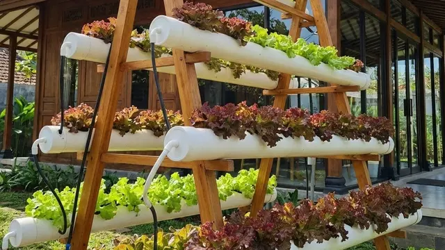 Kebun Sayur Mini Hidroponik Sederhana