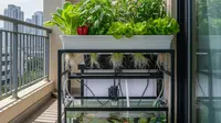 7 Cara Membuat Akuaponik Ikan dan Sayur di Lahan 1 x 2 Meter