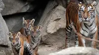 Empat harimau Sumatra muda bersama ibunya  Mayang saat berada di kandangnya di kebun binatang di Berlin, Jerman (22/11). Empat anak Harimau Sumatera ini diberi nama Oscar, Willi, Seri dan Kiara. (AP Photo/Michael Sohn)