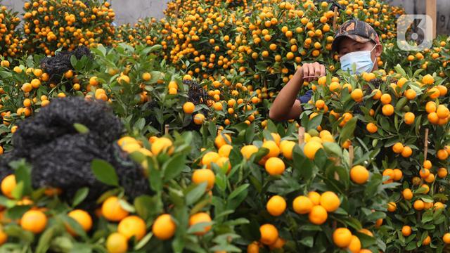 Jeruk Keberuntungan yang Diburu Jelang Imlek