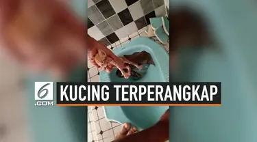 Seekor anak kucing terjatuh ke dalam kloset dan berhasil diselamatkan petugas. Insiden ini terjadi di Kotawaringin Barat, Kalimantan Tengah.