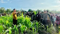 Jokowi Tinjau Food Estate di Papua, Siapkan 10 Ribu Hektare untuk Tanam Jagung