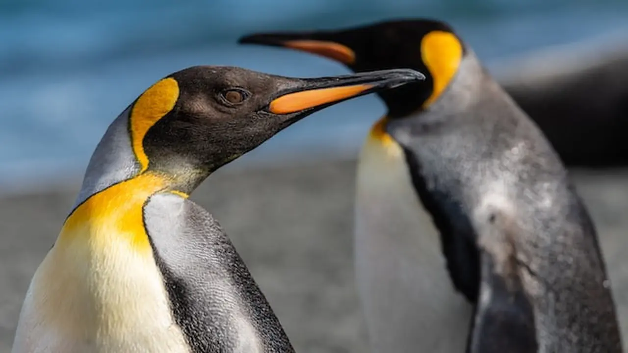 Ilustrasi Penguin Kaisar