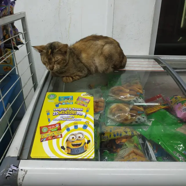 6 Potret Kucing Tidur di Supermarket Ini Kocak, Selalu Ada Saja Tingkah Lucunya