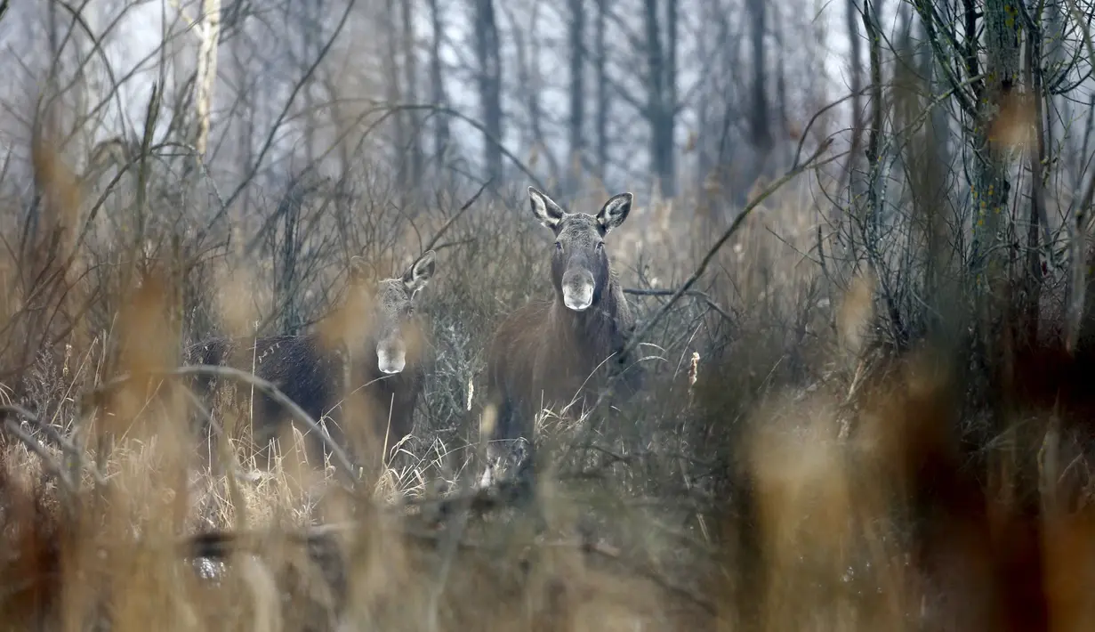 Dua ekor elks terlihat di zona eksklusi 30 km/19 mil di sekitar lokasi bencana reaktor nuklir Chernobyl, Belarus, 5 Maret 2016. 30 tahun pasca bencana nuklir paling buruk, sejumlah hewan langka kini banyak terlihat di lokasi itu (REUTERS/Vasily Fedosenko)