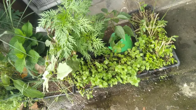 Ilustrasi Berkebun di Depan Kos