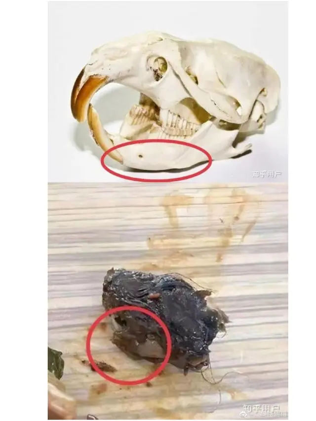 Siswa Temukan Kepala Tikus di Makan Siang Kantin, Pihak Sekolah Klaim Itu Bebek
