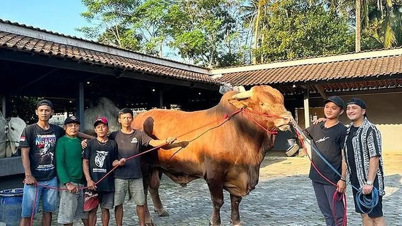 7 Potret Wariso, Sapi Kurban Jumbo Milik Irfan Hakim yang Curi Perhatian