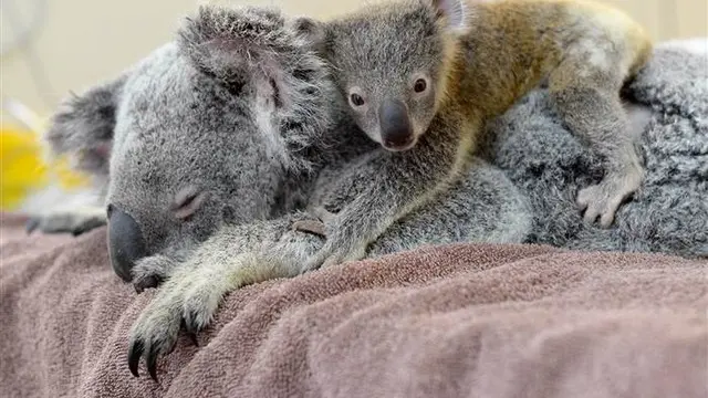Selama itu pula bayi koala ini tak melepas pelukannya terhadap sang ibu.