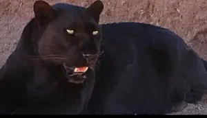 Macan Kumbang Mangsa Ternak dan Masuk Rumah Warga Batang