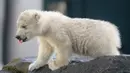 Bayi beruang kutub berjalan dalam kandang saat penampilan publik pertamanya di Kebun Binatang Schoenbrunn, Wina, Austria, Kamis (13/2/2020). Anak beruang kutub yang tidak disebutkan namanya tersebut lahir pada 9 November 2019. (AP Photo/Ronald Zak)