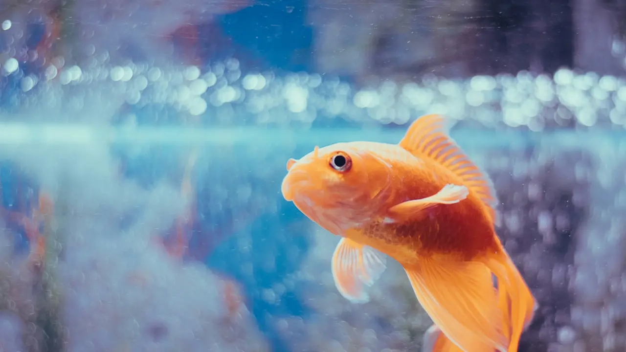 Ikan Koki atau Goldfish