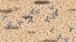 Kawanan burung merpati terbang di atas bendungan El-Haouareb yang kekeringan di dekat Kairouan, sekitar 160 km selatan Tunis, Tunisia, 13 Juli 2017. Wilayah ini mengalami kekeringan parah yang disebabkan oleh kemarau berkepanjangan. (FETHI BELAID/AFP)