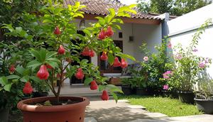Jenis Pohon Buah dalam Pot yang Cocok untuk Halaman Kecil tapi Tetap Panen Banyak (Image by Gemini AI)