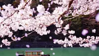 Rekomendasi Hotel untuk Menikmati Musim Sakura 2026 di Jepang, Kyoto sampai Aomori