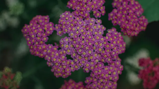 Yarrow (Achillea)