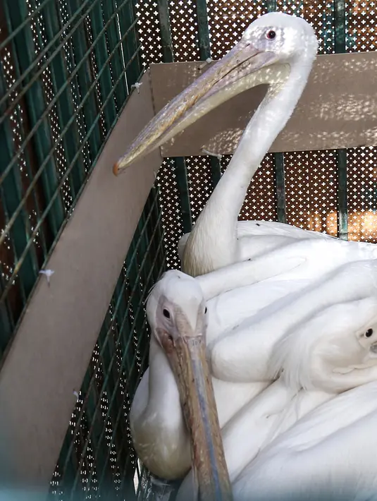 Sejumlah burung pelikan ditempatkan dalam kandang saat akan dievakuasi dari kebun binatang di Rafah, Jalur Gaza, Palestina, Minggu (7/4). Selain burung, hewan-hewan yang dievakuasi lainnya adalah singa dan monyet. (SAID KHATIB/AFP)