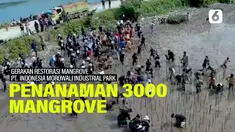 mangrove