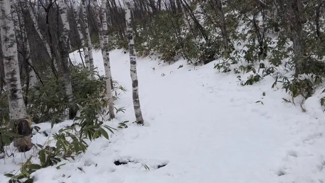 Hutan Norikura