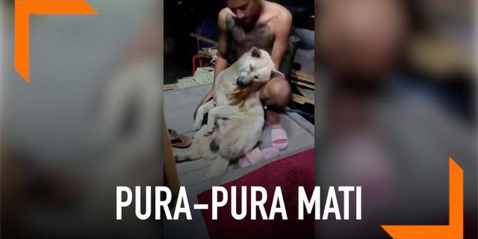 VIDEO: Gemas, Aksi Anjing Pura-Pura Mati Agar Tak Mandi