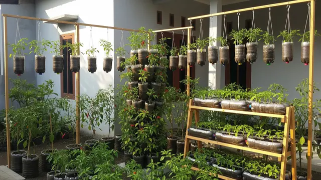 Kebun Cabai dari Botol Plastik yang Rapi dan Estetik Model Modular Vertikal