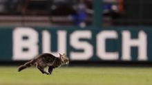 Seekor anak kucing berlari melintasi lapangan di Stadion Busch saat pertandingan semifinal keenam di antara St. Louis Cardinals dan Kansas City Royals di St. Louis (9/8). (AP Photo / Jeff Roberson)