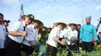 Panen raya semangka di Dusun Umbulharjo, Desa Bagorejo, Kecamatan Srono, Rabu (28/8/2019).