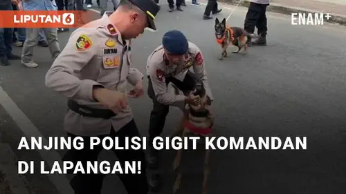 VIDEO: Detik-detik Mencengangkan Anjing Polisi Gigit Komandan Di Lapangan!