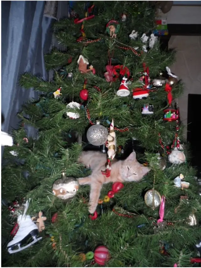 8 Potret Tingkah Kucing Merusak Pohon Natal, Bikin Tepuk Jidat