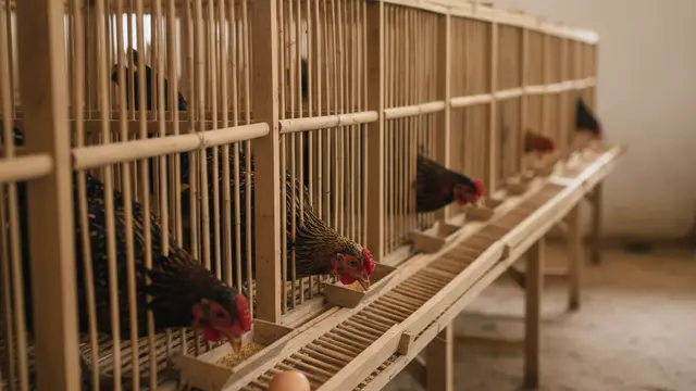 Desain Kandang Ayam Kampung Produktif. AI