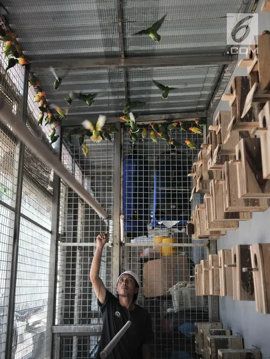 Peternak saat bermain dengan burung lovebird di sebuah peternakan kawasan Duren Sawit, Jakarta, Minggu (23/9). Burung lovebird memiliki harga jual mulai Rp 200 ribu hingga Rp 500 juta. (Merdeka.com/Iqbal Nugroho)