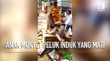 Viral rekaman seekor anak monyet memeluk induknya yang sudah mati dengan harapan sang induk akan kembali hidup.