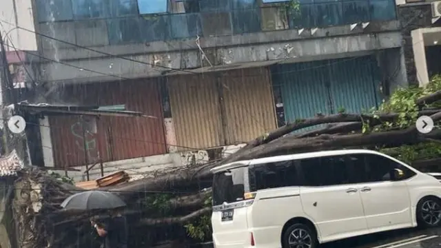 Mobil yang ditumpamgi Erros Djarot dan Slamet Rahardjo tertimpa pohon besar