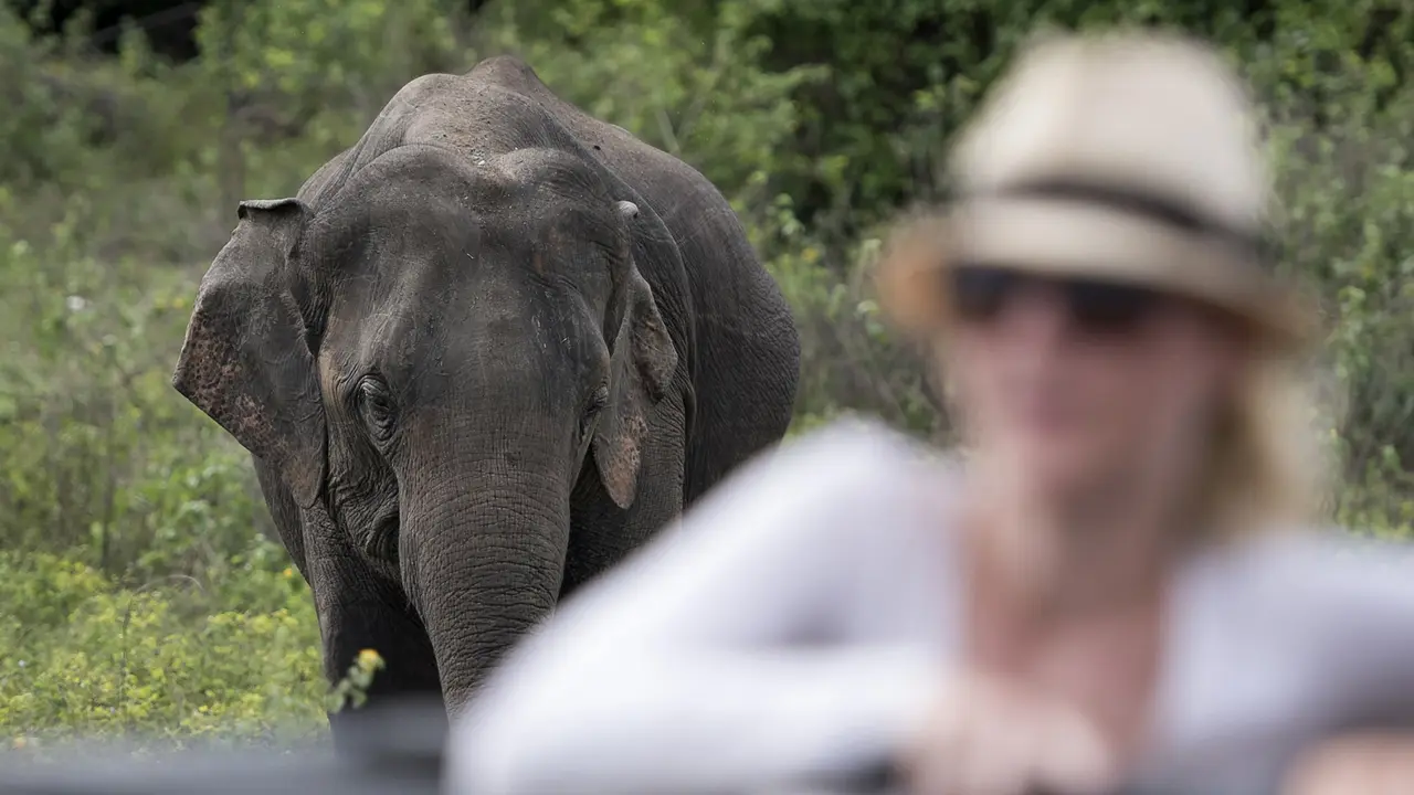 Gajah Liar