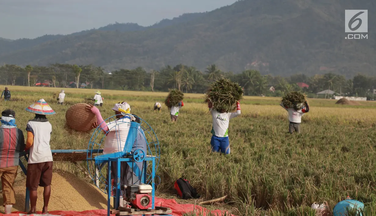 Petani memisahkan gabah saat panen padi di sawah Desa Bube Baru, Kecamatan Suwawa, Kabupaten Bone Bolango, Gorontalo (15/3). Mereka lebih memilih menggunakan tenaga manusia agar Kebersamaan mereka terhaga. (Liputan6.com/Arfandi Ibrahim)