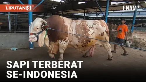 VIDEO: Sapi Terberat Se-Indonesia dengan Bobot 1,3 Ton