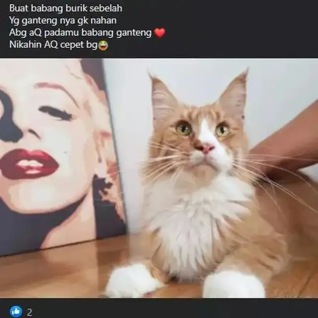 6 Status Facebook Orang Pelihara Kucing Ini Bikin Ngakak,