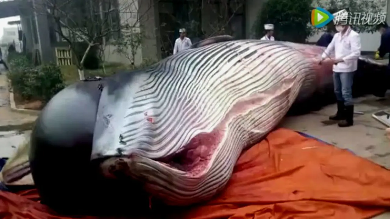 Butchering a whale (0)