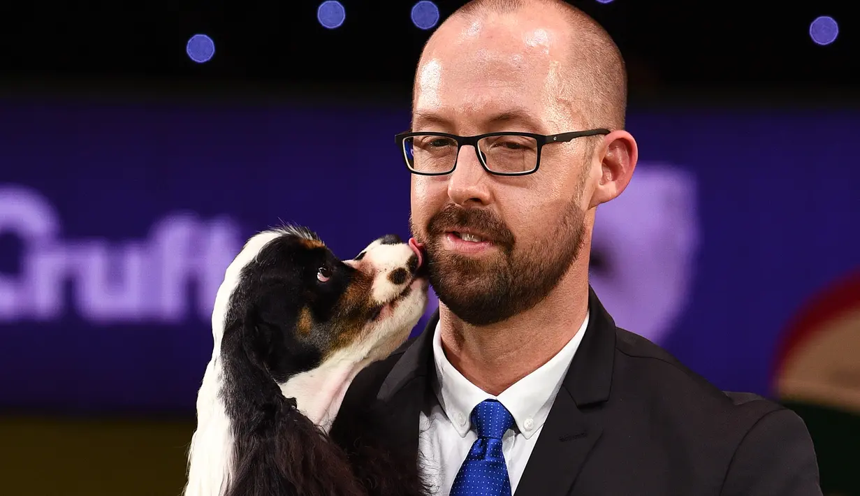 Anjing jenis American Cocker Spaniel bersama pemiliknya saat menghadiri pemberian hadiah untuk pemenang acara Crufts Dog Show di Birmingham, Inggris, Minggu (12/3). (AFP PHOTO / Justin Tallis)