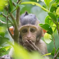 Ilustrasi Mimpi Monyet/https://www.shutterstock.com/fontoknak