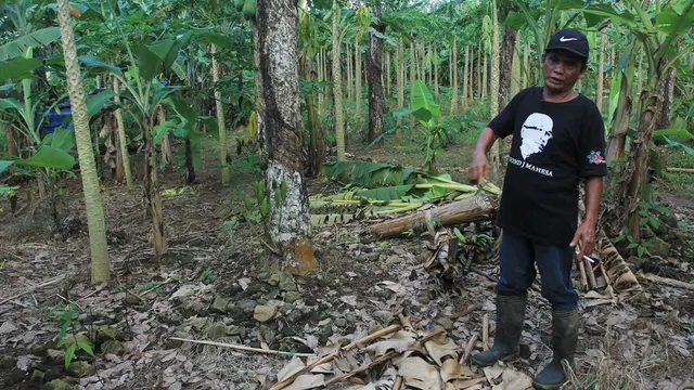 Lahan seluas 72 hektare yang tengah diperjuangan warga Cikuya, Bantar, Wanareja, Cilacap, sebagai Tanah Objek Reforma agraria (TORA). (Liputan6.com/Muhamad Ridlo)