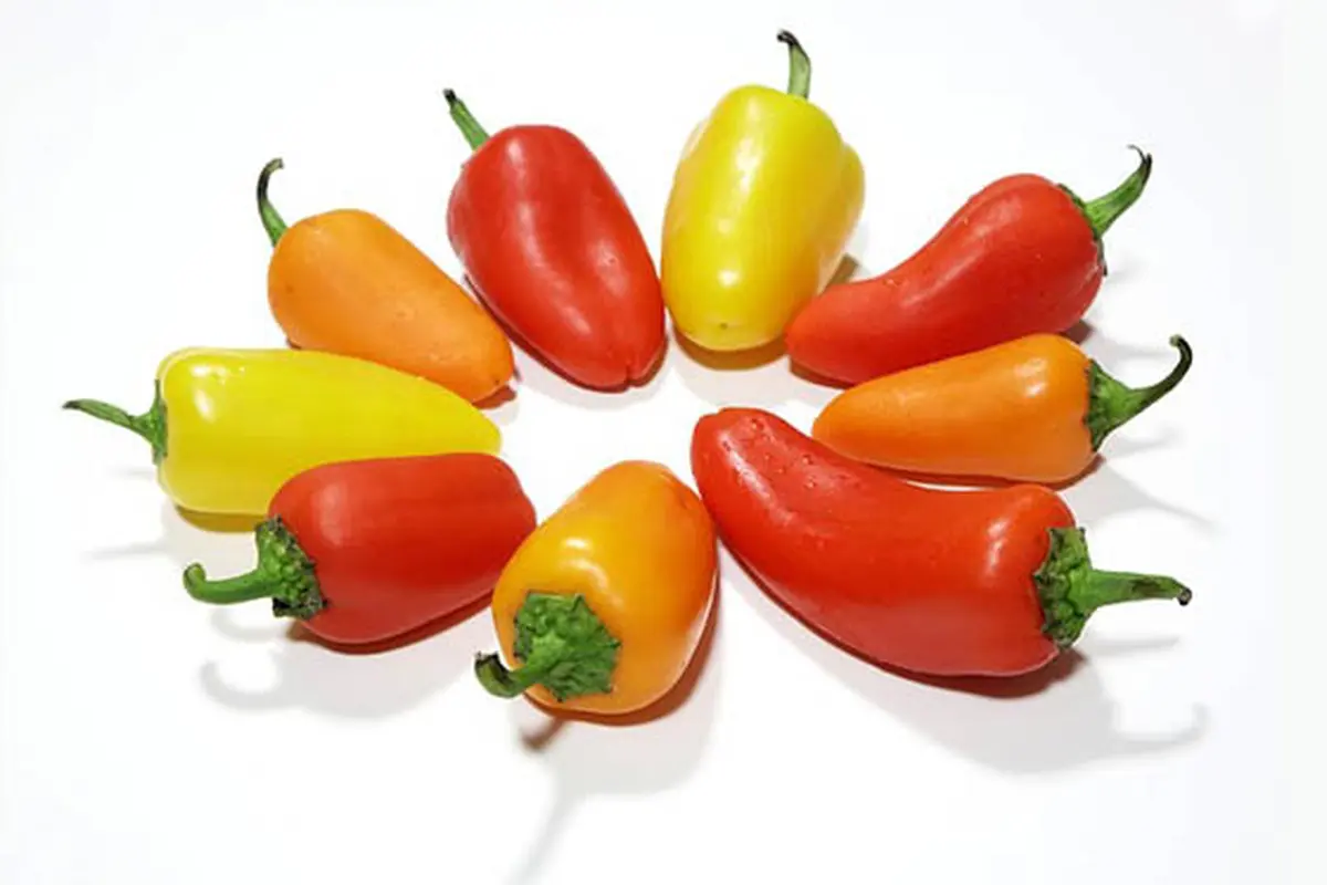 Dahsyatnya Manfaat Paprika untuk kesehatan, Apa Saja?