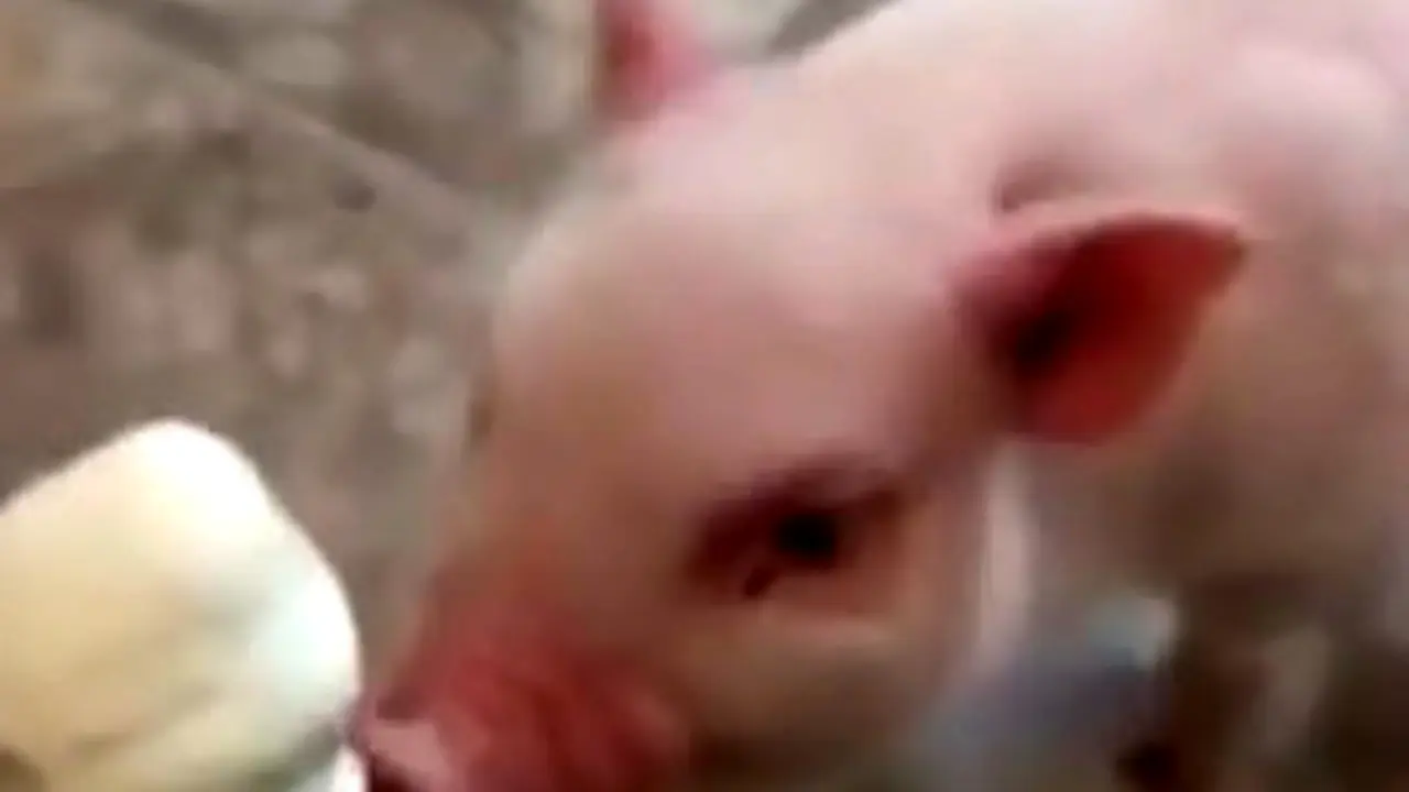 Babi Peliharaan Penggemar Es Krim 