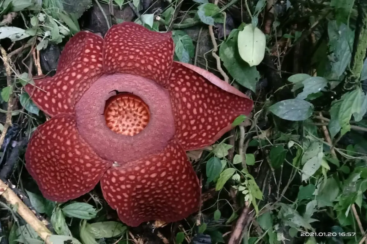 Bunga Rafflesia Tuan Mudae yang mekar di Cagar Alam Maninjau, Kabupaten Agam, Sumatera Barat. Bunga mekar sempurna pada Rabu (20/1/2021). (Dok BKSDA Agam)