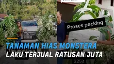 Dua pohon yang awalnya dibeli dengan harga ratusan ribu dijual dengan harga ratusan juta rupiah.